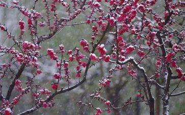 《梅花魂》的读后感精选5篇