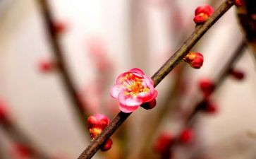 写春天梅花的作文5篇