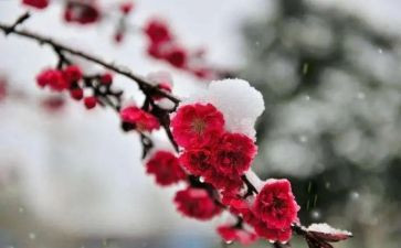 《梅花魂》的读后感优秀6篇