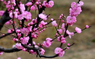 《梅花魂》的读后感推荐5篇