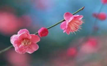 《梅花魂》教学反思参考6篇