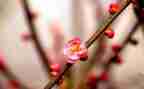 写春天梅花的作文5篇