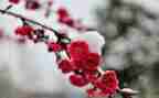 《梅花魂》的读后感优秀6篇