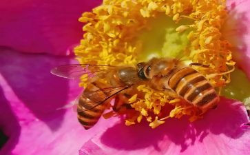 颂蜜蜂作文参考6篇