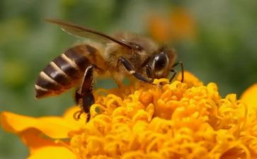 颂蜜蜂作文最新8篇