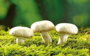 幼儿诗蘑菇教案5篇