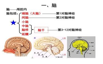 脑内科的实习心得7篇