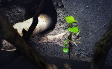顺境逆境作文7篇