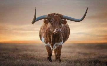 剪纸牛的剪纸教案通用6篇