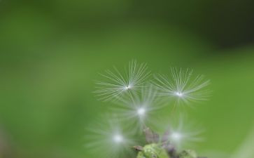 美术蒲公英教案5篇