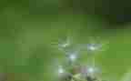 美术蒲公英教案5篇
