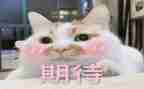 期待作文作文最新8篇