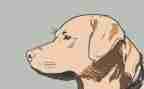 猎犬读后感精选6篇