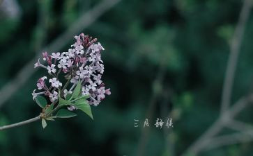幼儿园大班三月工作计划7篇