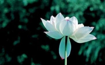 赫克里斯的生与死读后感8篇