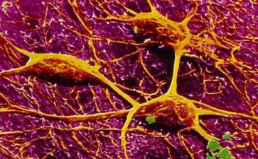 神经内一自我鉴定最新6篇
