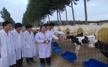 兽医师年终个人工作总结7篇