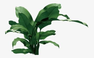 移植树活动总结8篇