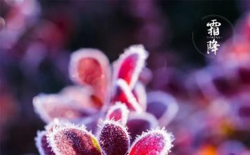 霜降节气作文5篇