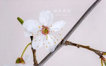 四月读书月活动方案7篇