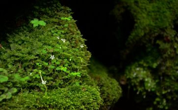 苔的读后感作文600字优质8篇
