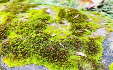 苔的读后感作文600字参考8篇