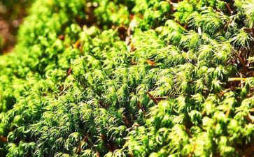 苔的读后感作文600字优秀5篇