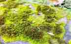 苔的读后感作文600字参考8篇