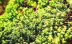 苔的读后感作文600字优秀5篇