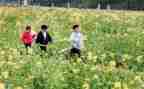 幼儿踏青活动方案8篇