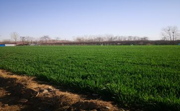 在田野上作文5篇