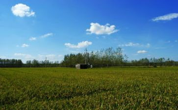 在田野上作文最新8篇