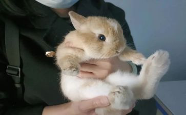 讲兔子的作文模板5篇