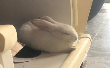 兔子舞幼儿园教案8篇