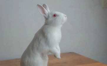 小班故事小兔乖乖教案6篇