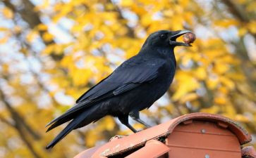 乌鸦故事作文5篇