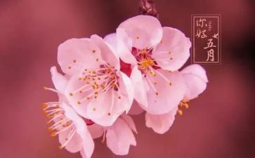 五月幼儿工作总结参考5篇