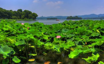 森林报·夏读后感400字6篇