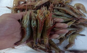 钓龙虾作文500字8篇