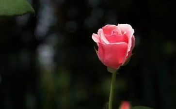 想念爷爷作文推荐7篇