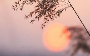 《骆驼祥子》第二章心得8篇