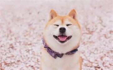 笑猫日记读书心得参考5篇