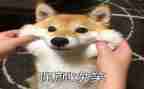 我真想笑作文精选5篇