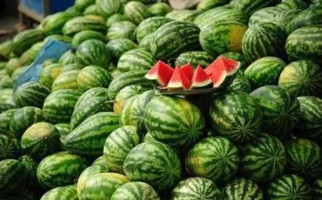 大班种西瓜教案8篇