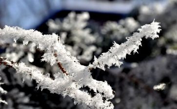 志愿除雪活动总结精选6篇