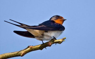 小班《小燕子》教案6篇