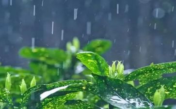 春雨小学作文5篇