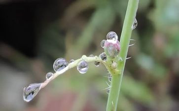 语言《听雨》教案7篇