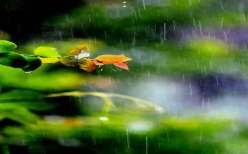 小英雄雨来的演讲稿6篇