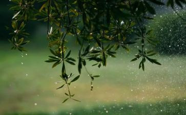 雨来读后感600字优质5篇